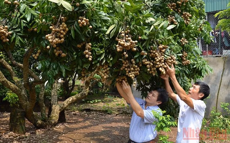 Nhãn chín muộn giá rẻ như cho -0