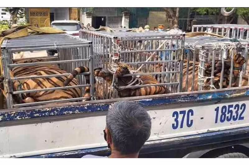 Số hổ trưởng thành mà Công an Nghệ An thu giữ.