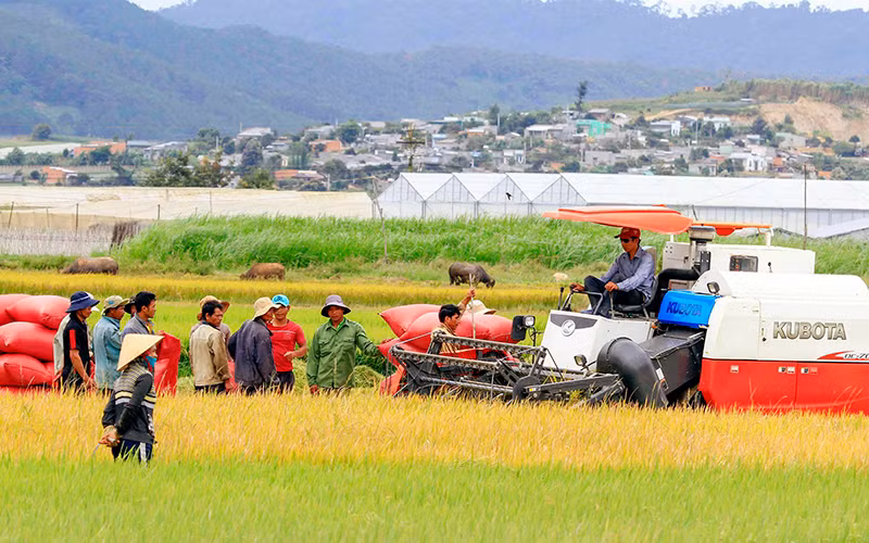 Mùa vàng ở huyện nông thôn mới Đơn Dương, tỉnh Lâm Đồng.