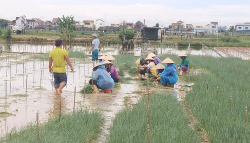 Nghệ An, Hà Tĩnh thu hoạch nhanh vụ lúa hè thu chạy bão số 5 -0