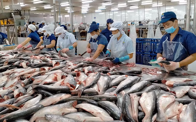 Doanh nghiệp cá tra tìm hướng quay về thị trường nội địa.
