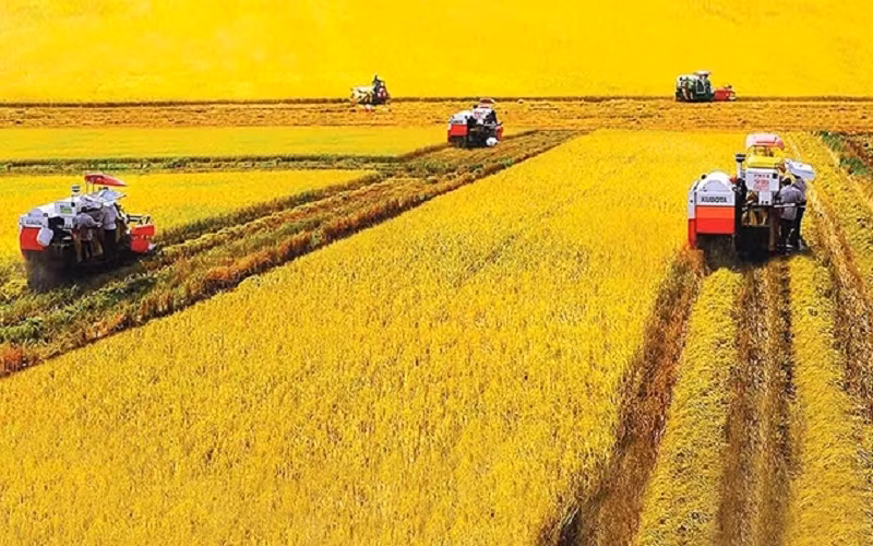 Thu hoạch lúa hè thu ở Bạc Liêu. (Ảnh: NGUYỄN TRỌNG HÁN)