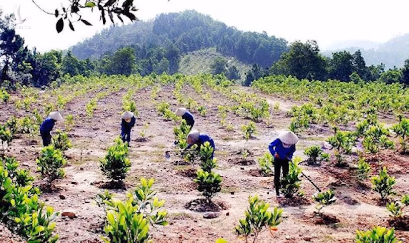 Bà con trồng rừng ở Quảng BÌnh.