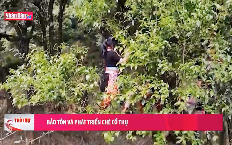 Bảo tồn và phát triển chè cổ thụ