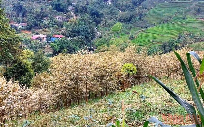 Lào Cai làm rõ nguyên nhân hàng chục ha hoa màu của người dân bất ngờ chết héo -0