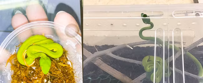 Giấu gia đình tự nuôi rắn, bé trai nguy hiểm tính mạng vì bị rắn cắn -0