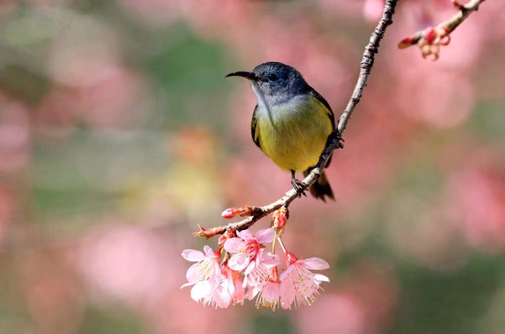 “Săn” vũ điệu xuân -0