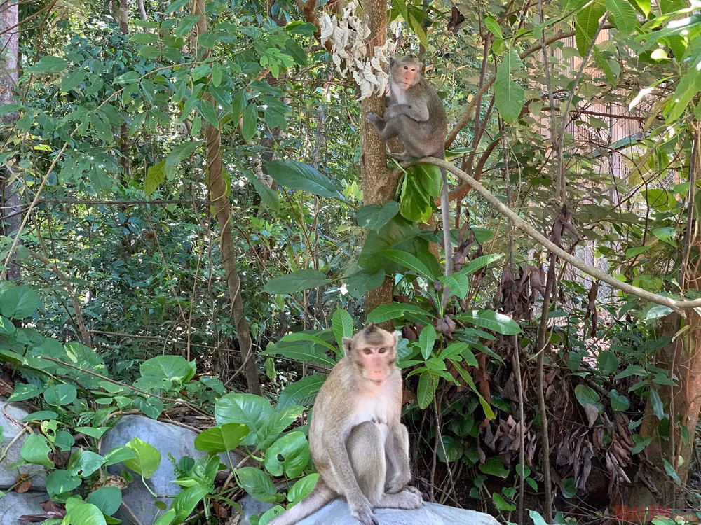 18_safari_phu_quoc-1593508327734.jpg