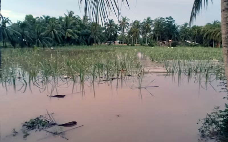 Hàng chục nghìn héc-ta lúa và hoa màu ở Sóc Trăng bị ngập úng do triều cường -0