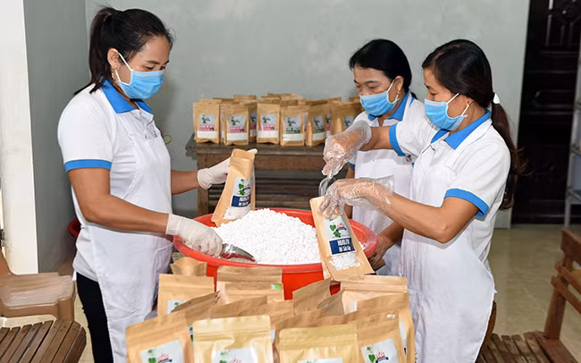 Xã viên Hợp tác xã Nam Anh đóng gói sản phẩm tinh bột sắn. Ảnh: TỪ THÀNH