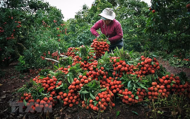 Thu hoạch vải thiều tại Bắc Giang năm 2018. Ảnh: (TTXVN)