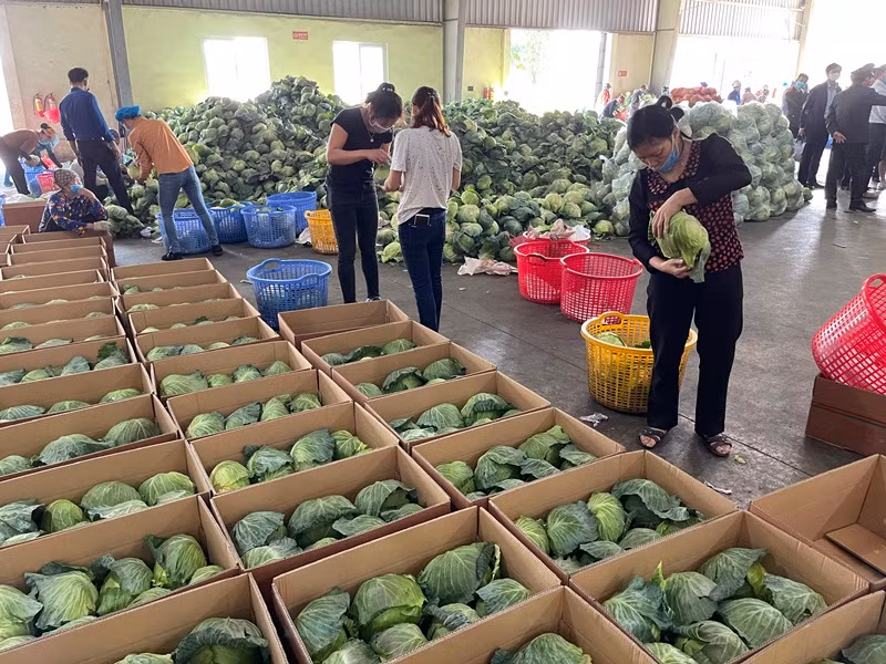 Quyết liệt đẩy lùi dịch bệnh, phát triển kinh tế - xã hội ở Hải Dương -0