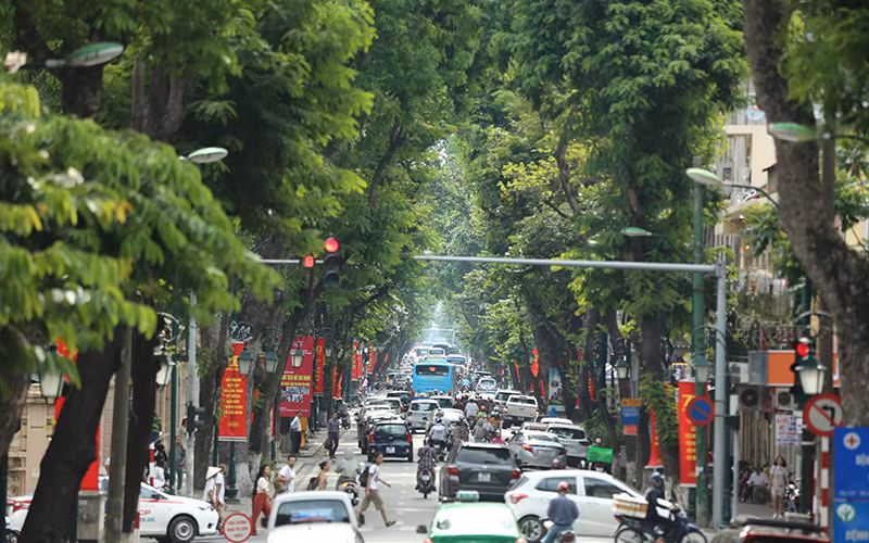 Hàng cây trên phố Tràng Thi, Hà Nội. (Ảnh: HÀ NAM)