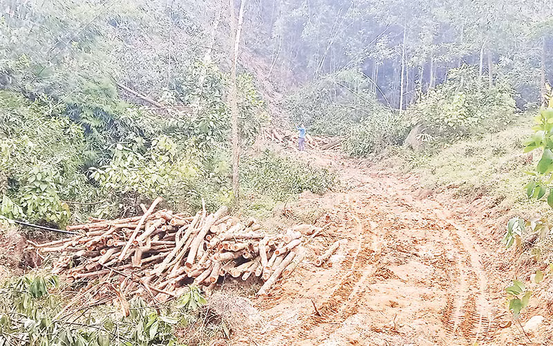 Người dân xóm Cuốn Cờ, xã Khôi Kỳ, huyện Ðại Từ (Thái Nguyên) mở đường, khai thác rừng khu vực quy hoạch Vườn quốc gia Tam Ðảo. 