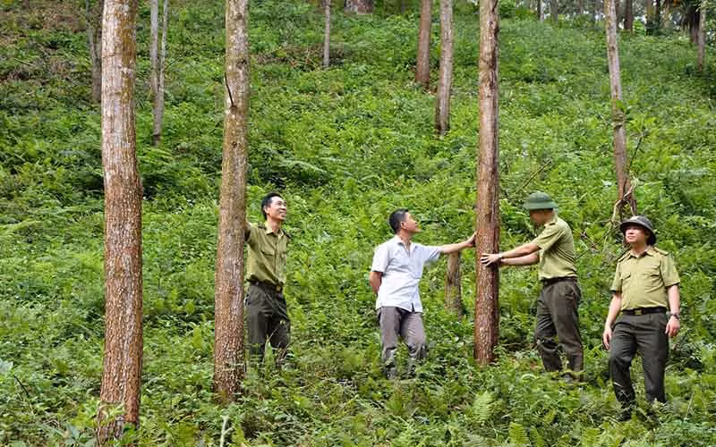 Lực lượng kiểm lâm và chủ hộ kiểm tra chất lượng rừng được chi trả dịch vụ môi trường rừng tại Yên Bái.