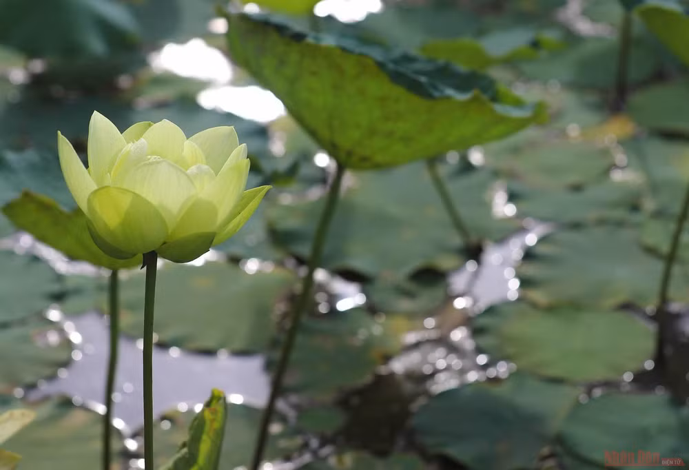 15_hoa_sen_ha_noi-1625144277359.jpeg