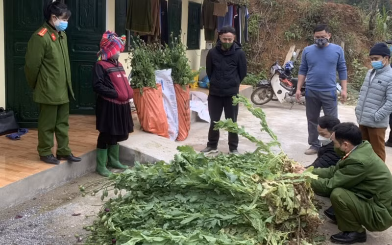 Công an huyện Yên Minh phát hiện hành vi trồng cây thuốc phiện trái phép tại xã Mậu Long.