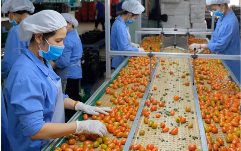 Sau khi EVFTA có hiệu lực, thuế suất nhiều loại rau quả vào EU giảm về 0%. 