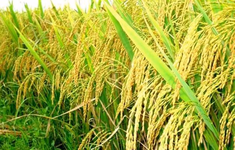 Khu vựcĐBSCL đứng trước nguy cơ thiếu lúa giống cho vụ sản xuất vụ Đông Xuân 2021-2022.