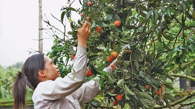 Các vườn vải ở Bắc Giang chuẩn bị vào vụ thu hoạch. Ảnh: ANH QUÂN