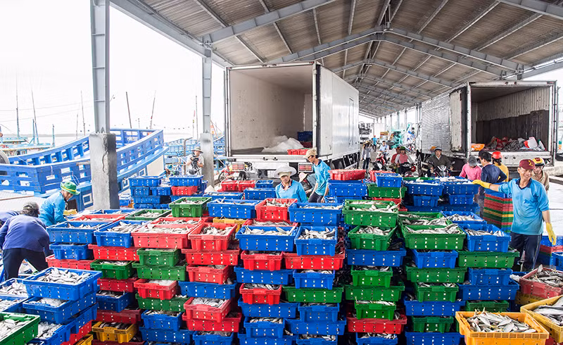Bốc xếp cá tại cảng Trần Đề. 