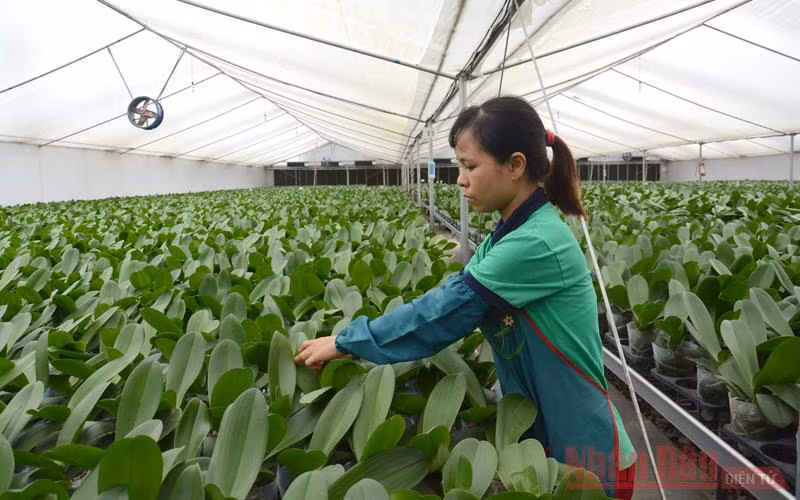 Chăm sóc hoa lan trong nhà lưới tại Hợp tác xã Đan Hoài, huyện Đan Phượng, Hà Nội. Ảnh: Đăng Anh