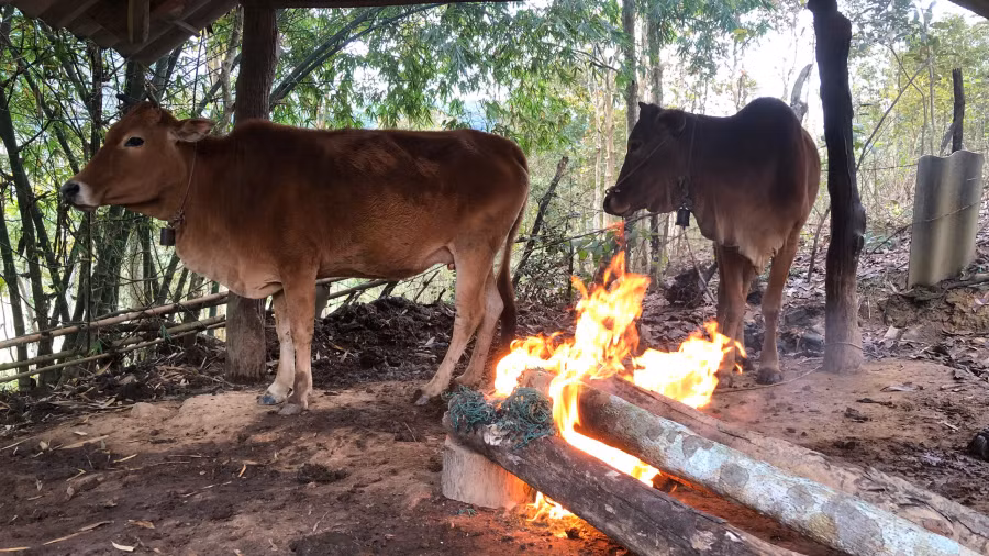 Người dân Nghệ An giữ ấm cho trâu bò trong giá rét.
