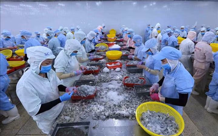 Chế biến tôm xuất khẩu sang thị trường EU. Ảnh: TTXVN