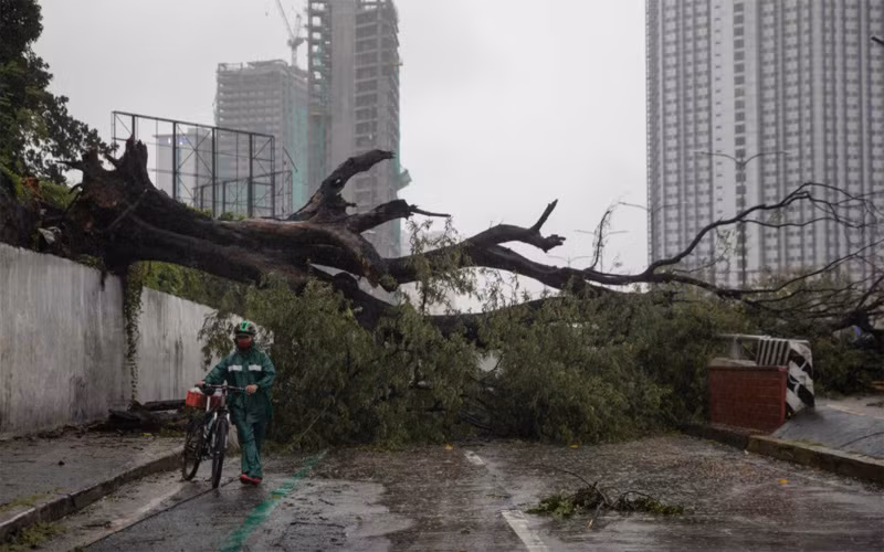 Cây đổ nằm ngổn ngang trên đường phố tại TP Quezon, vùng thủ đô Manila. (Ảnh: Reuters)