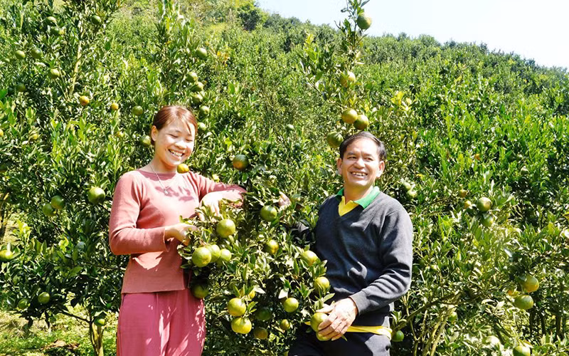 Ông Làn Mậu Thành trong đồi quýt của gia đình.