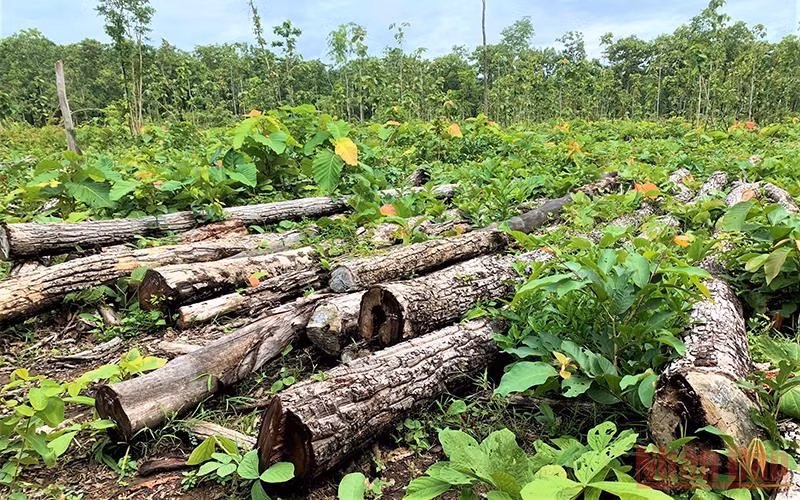 Khởi tố vụ án hình sự về tội vi phạm quy định về khai thác, bảo vệ rừng và lâm sản -0