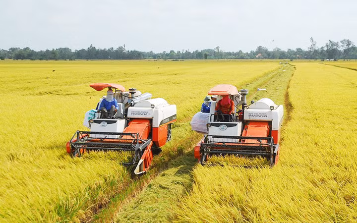 Thu hoạch lúa ở đồng bằng sông Cửu Long. (Nguồn: baochinhphu.vn)