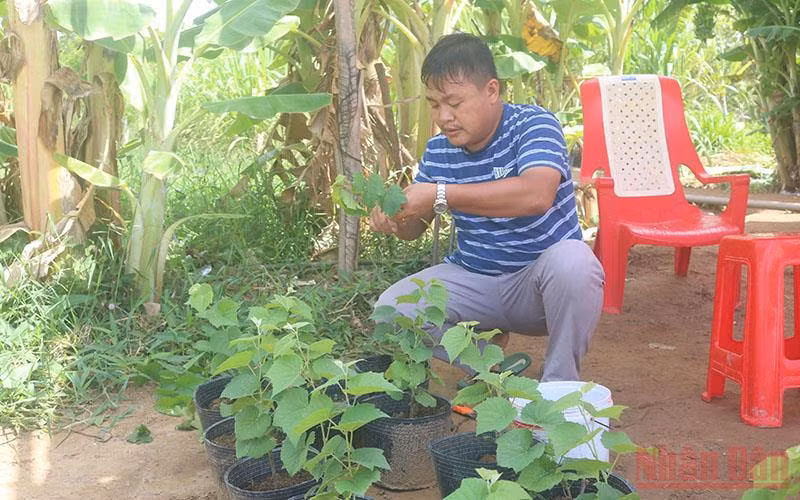 Trà Vinh ra mắt mô hình trồng nho ăn tươi an toàn -0