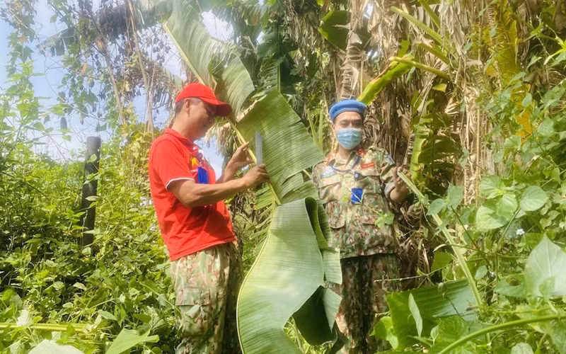 Các cán bộ, y bác sĩ phải thu gom từng tàu lá chuối ở thủ đô Juba để mang về Bentiu gói bánh. (Ảnh: Báo Quân đội Nhân dân)