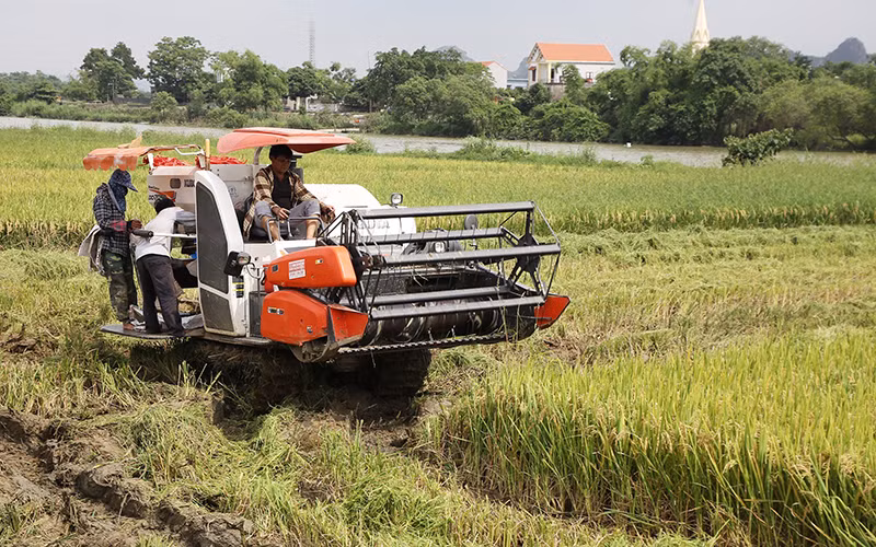 Bà con nông dân tỉnh Ninh Bình thu hoạch lúa đông xuân. (Ảnh: Lê Hồng)