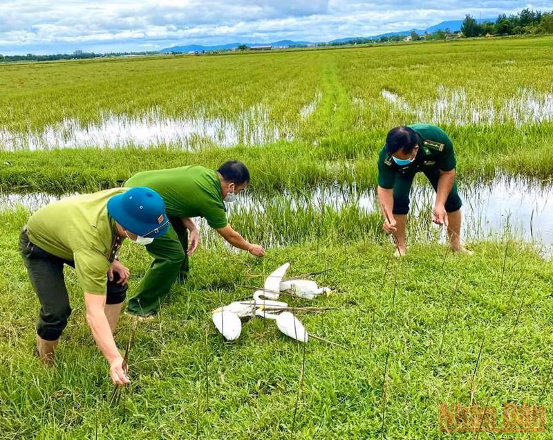 Quảng Bình: Ngăn chặn nạn tận diệt chim trời -0