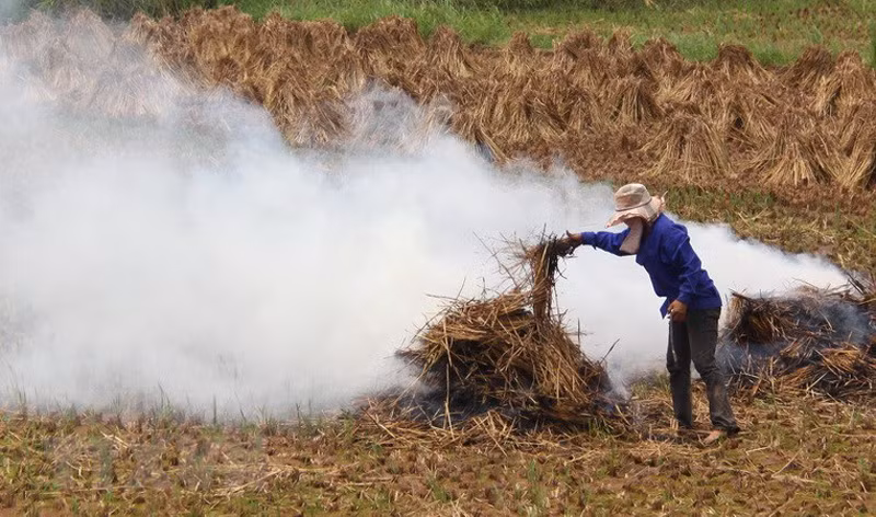 Mỗi năm, Việt Nam thải ra 156 triệu tấn phụ phẩm nông nghiệp. (ảnh minh họa)