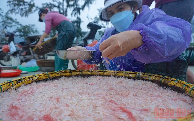 Ngư dân ven biển Đà Nẵng thu tiền triệu mỗi ngày nhờ trúng đậm mùa ruốc biển.