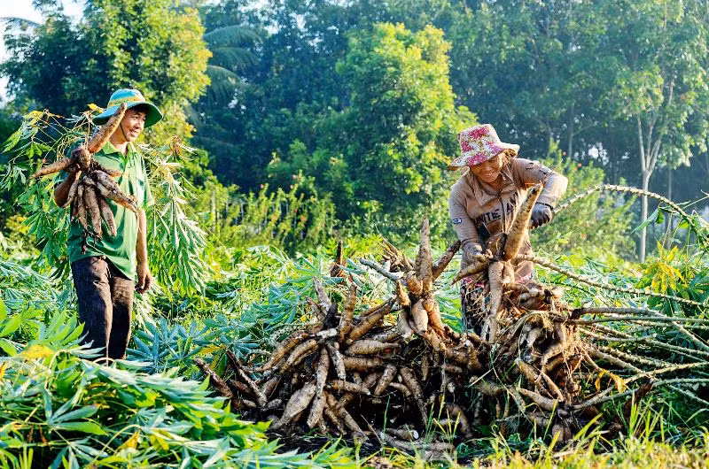 Thu hoạch sắn. (Nguồn: Báo TNO)