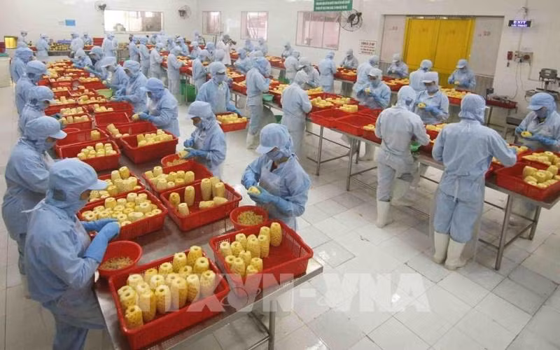 Các sản phẩm rau quả chế biến của Việt Nam đang dần đáp ứng được các yêu cầu của người tiêu dùng Hoa Kỳ. (Ảnh TTXVN)