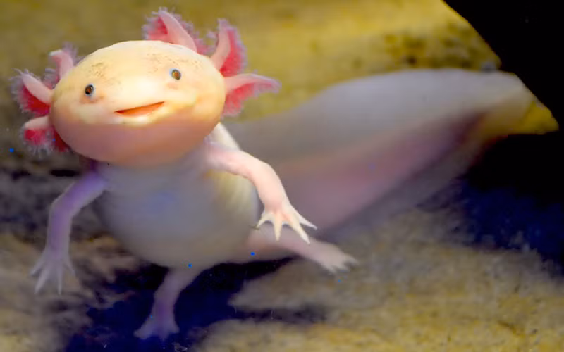 Axolotl, hay còn có tên khác là kỳ giông Mexico hay khủng long 6 sừng. (Nguồn: lithub.com)