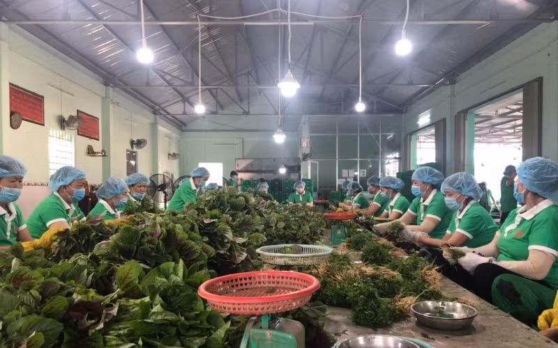 “Sống khỏe” nhờ liên kết sản xuất, tiêu thụ nông sản ở Tiền Giang -0