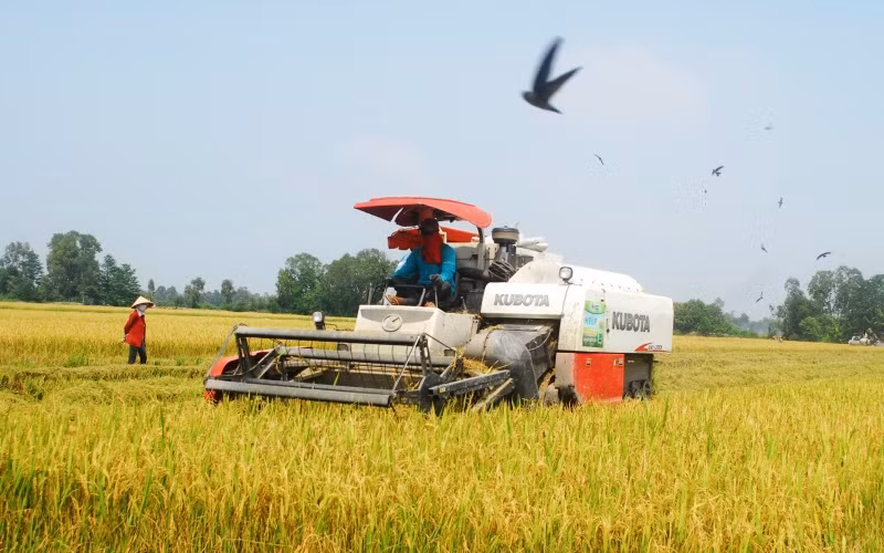 Nông dân xã Đồng Thạnh thu hoạch lúa hè thu 2021.