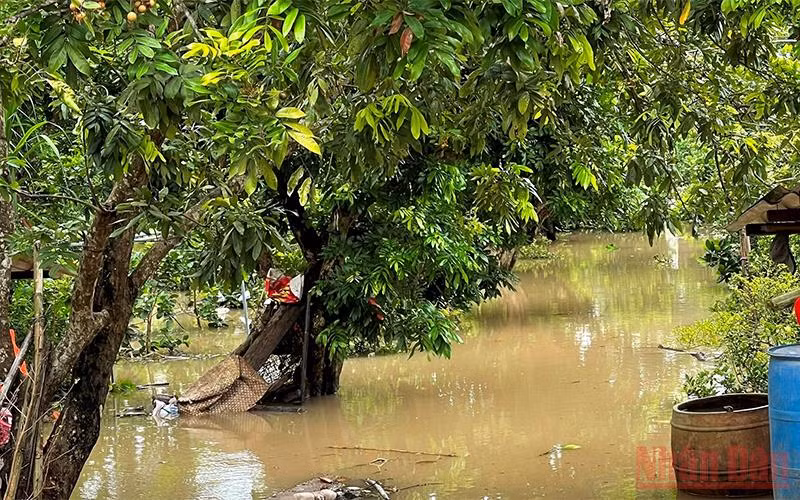 Sạt lở bờ sông cuốn trôi nhà cửa, ngập vườn cây ăn quả tại Bến Tre -0