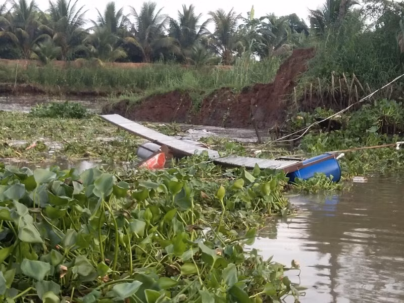 Sạt lở đất nhấn chìm bè cá gây thiệt hại bốn tấn cá giống.