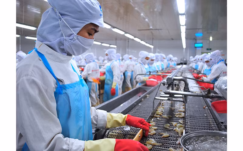 Chế biến tôm tại Tập đoàn Minh Phú (Cà Mau).