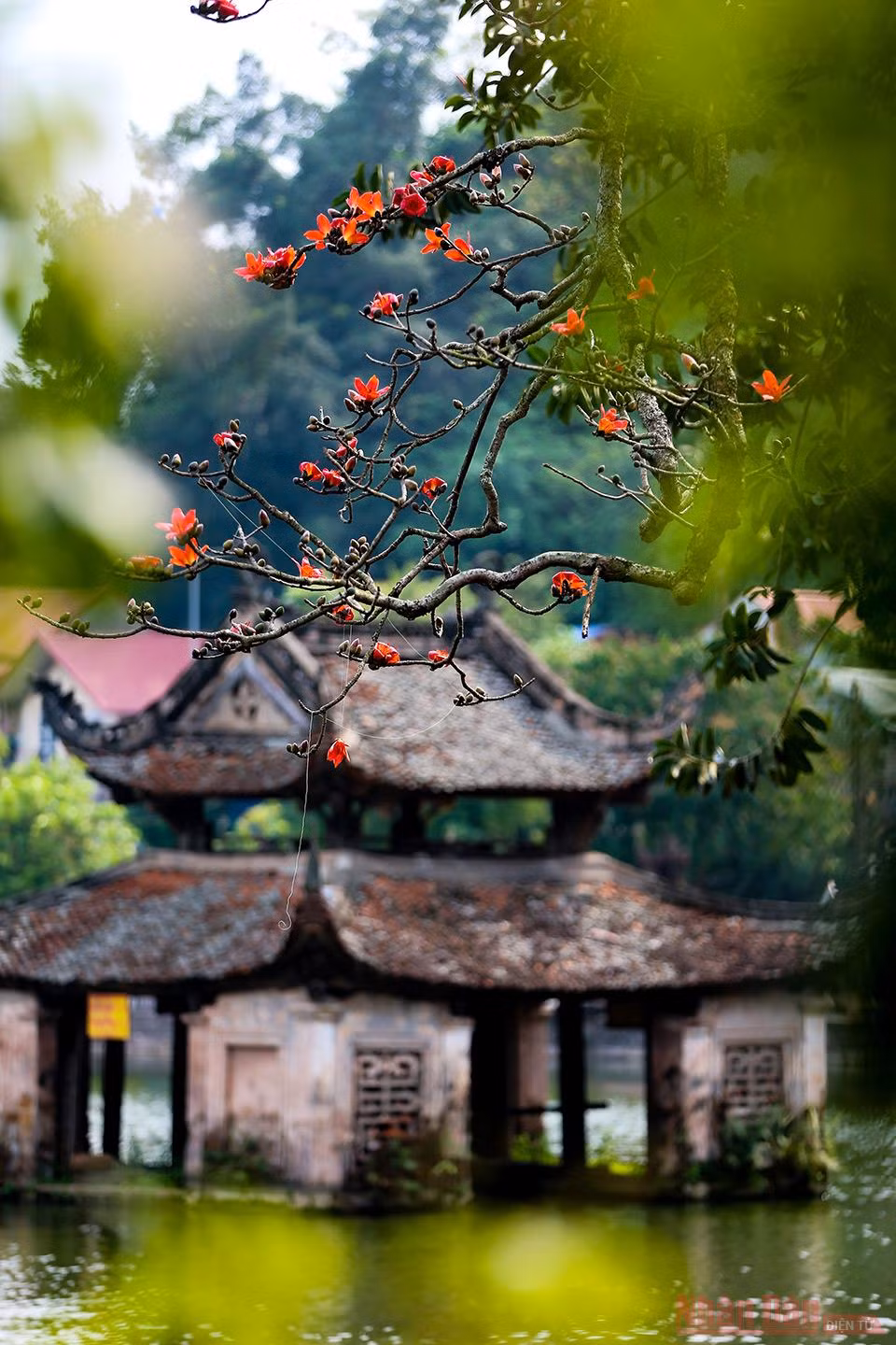 9hoa_gao_chua_thay-1615784431462.jpg
