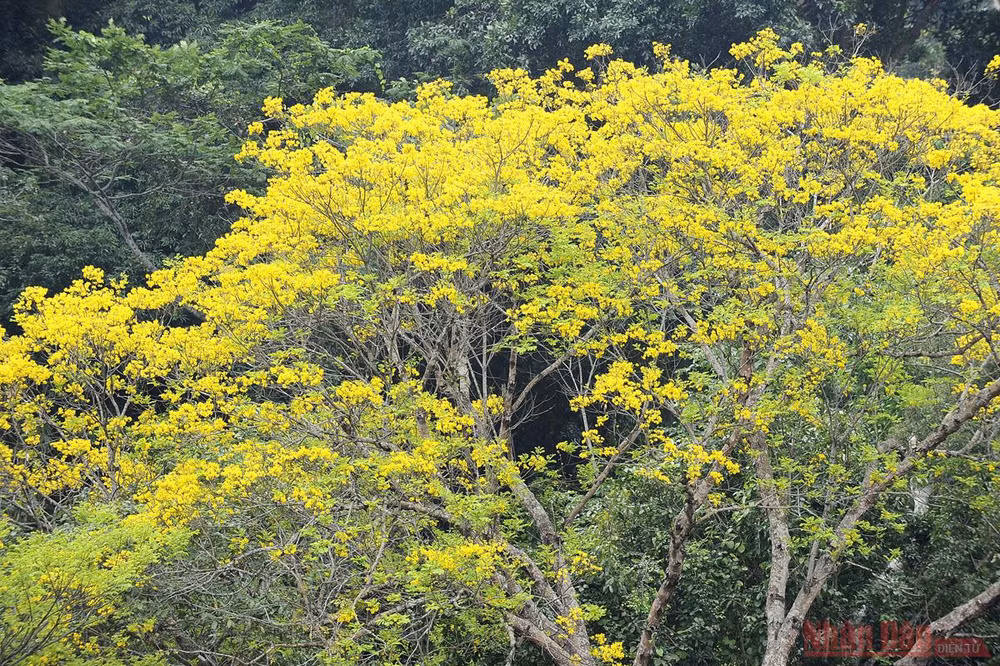 Về Tân Trào mùa hoa lim vang -0