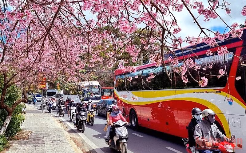 Đà Lạt nồng nàn sắc xuân
