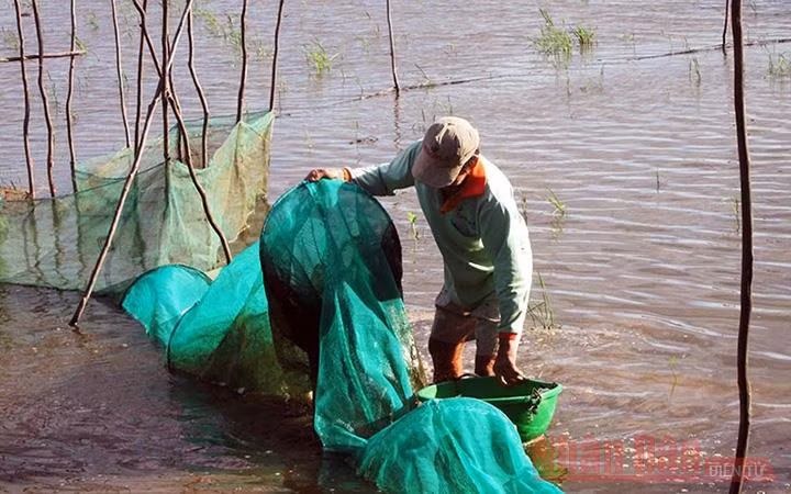 Con nước thấp trong mùa lũ ở An Giang (Ảnh minh họa).